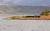 Ethiopia - Lago Chamo - Coccodrilli - 22
